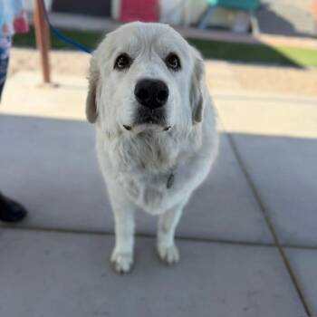 Great Pyrenees and Mixed Breed Dogs Available for Adoption in Bullhead City, Arizona - Luna | PetCurious