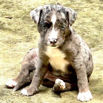 Cat Ballou -s -  Australian Shepherd and Catahoula Leopard Dog Dog for Adoption in Sequatchie, Tennessee - Cat Ballou -s | PetCurious