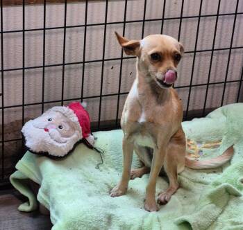 Rescue Chihuahua and Fox Terrier Dogs for Adoption in Thompson Falls, Montana - Kaitlyn | PetCurious