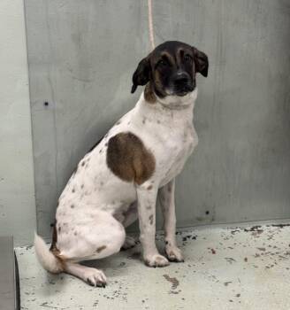Rescue Pointer and Mixed Breed Dogs for Adoption in Houston, Texas - CREOLE | PetCurious