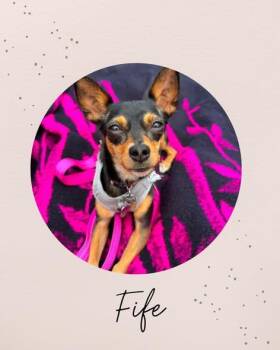 FIFE -  Chihuahua Dog for Adoption in Coquitlam, British Columbia - FIFE | PetCurious
