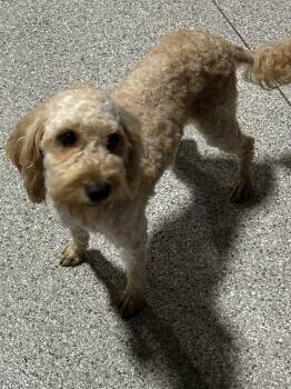 Mini sweetie 20 lbs -  Goldendoodle Dog for Adoption in Antwerp, Ohio - Mini Sweetie 20 Lbs | PetCurious
