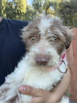 German Wirehaired Pointer Dogs Available for Adoption - Janie | PetCurious