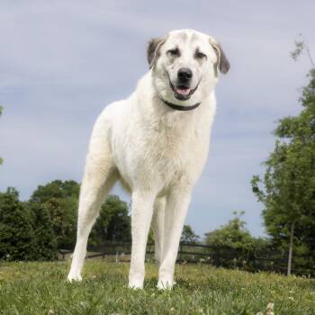 Great Pyrenees Dogs Available for Adoption in Franklin, Tennessee - Milo | PetCurious