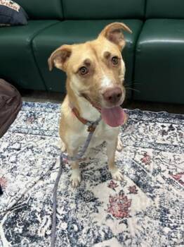 SAKURA -  Border Collie and Mixed Breed Dog for Adoption in Dayton, Ohio - SAKURA | PetCurious