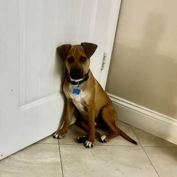 Mixed Breed Dogs Available for Adoption in Fort Lauderdale, Florida - Caico Bama | PetCurious
