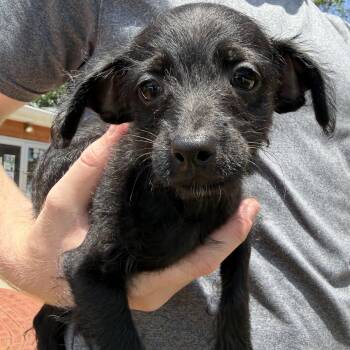 John -  Poodle Dog for Adoption in Latrobe, Pennsylvania - John | PetCurious