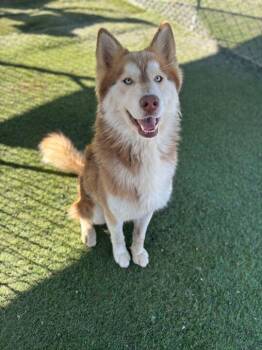 Rescue Siberian Husky Dogs for Adoption in San Rafael, California - Benny | PetCurious