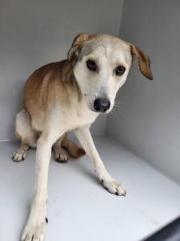 Terrier Dogs Available for Adoption - Pen 199c Max | PetCurious