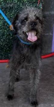 Border Terrier and Mixed Breed Dogs Available for Adoption - Prieto | PetCurious