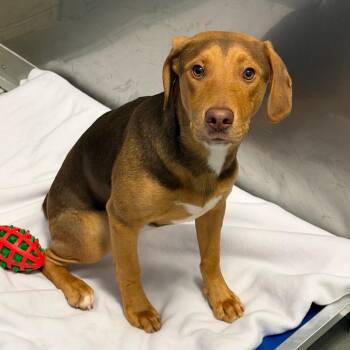 Hound Dogs Available for Adoption - Mike | PetCurious