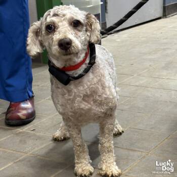 Poodle Dogs Available for Adoption in Washington, District Of Columbia - Pennywise | PetCurious