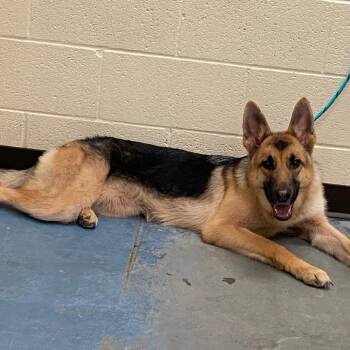 Mixed Breed Dogs Available for Adoption - YOSSI | PetCurious