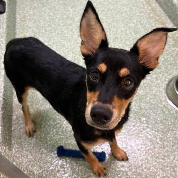Pippa -  Doberman Pinscher and Mixed Breed Dog for Adoption in Calverton, New York - Pippa | PetCurious