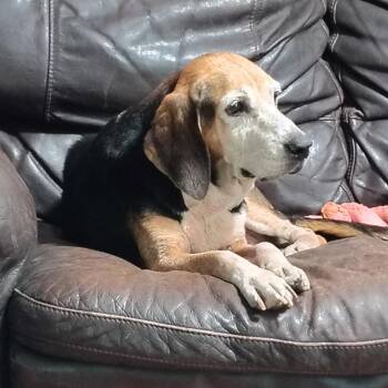 Rosie -  Beagle and Treeing Walker Coonhound Dog for Adoption in Beulaville, North Carolina - Rosie | PetCurious