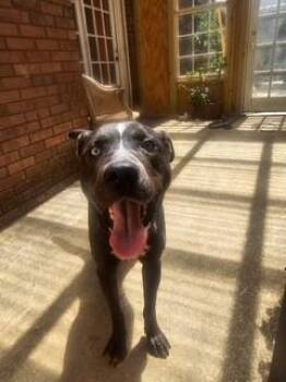 Rescue Labrador Retriever Dogs for Adoption in Burlington, New Jersey - Ricky | PetCurious