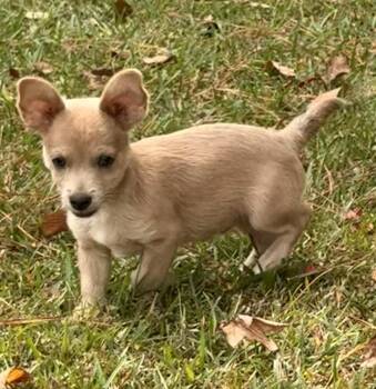 Rescue Shih Tzu and Chihuahua Dogs for Adoption in Texarkana, Texas - Mr Chichi | PetCurious