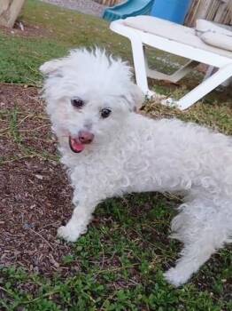 Tovah -  Miniature Poodle Dog for Adoption in Scottsdale, Arizona - Tovah | PetCurious