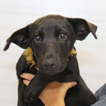 Groovin George -  Mixed Breed Dog for Adoption in Lansing, Michigan - Groovin George | PetCurious