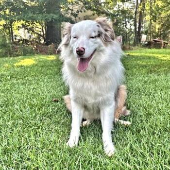 Sawyer -  Australian Shepherd Dog for Adoption in Rutherfordton, North Carolina - Sawyer | PetCurious