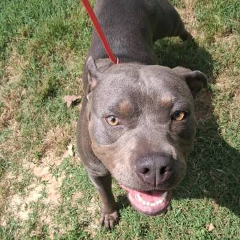 Daisy fka Peppermint Patty -  Pit Bull Terrier Dog for Adoption in Denison, Texas - Daisy Fka Peppermint Patty | PetCurious