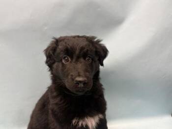 Cuphea -  Labrador Retriever and Mixed Breed Dog for Adoption in Woodbury, Minnesota - Cuphea | PetCurious