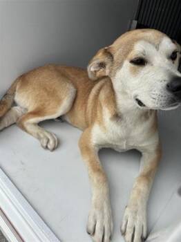 Labrador Retriever and Mixed Breed Dogs Available for Adoption in Houston, Texas - A655411 | PetCurious