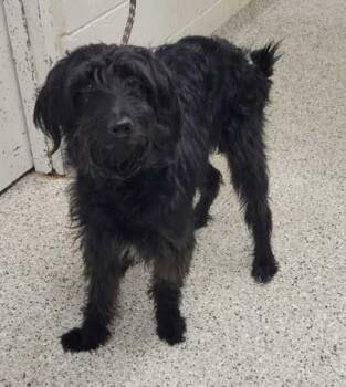 Susanna -  Mixed Breed Dog for Adoption in Kansas City, Missouri - Susanna | PetCurious