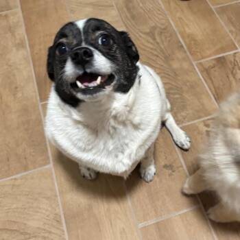 Pug Dogs Available for Adoption in Dover, New Hampshire - Bella | PetCurious