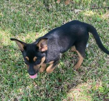Kisses -  German Shepherd Dog Dog for Adoption in Garland, Texas - Kisses | PetCurious