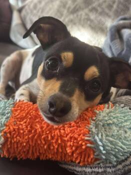 Rescue Rat Terrier Dogs for Adoption in Snyder, Texas - Foster | PetCurious