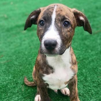 Labrador Retriever and Mixed Breed Dogs Available for Adoption in Houston, Texas - Romeo - Brindle Love Bug! | PetCurious