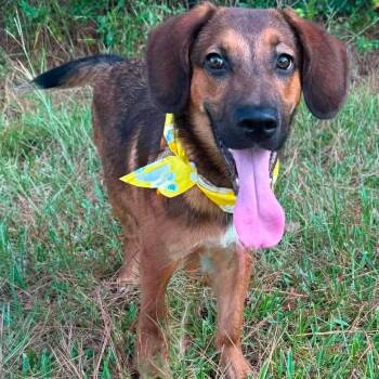 Rufus -  Hound and Shepherd Dog for Adoption in Wadena, Minnesota - Rufus | PetCurious