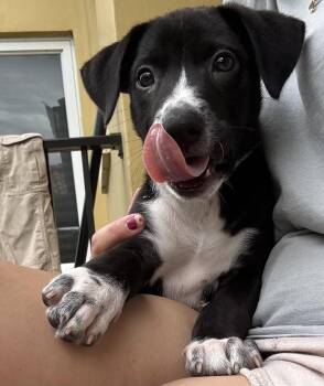 Sunny -  Collie Dog for Adoption in Tallahassee, Florida - Sunny | PetCurious