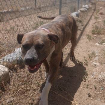 Edith -  Pit Bull Terrier Dog for Adoption in Buena Vista, Colorado - Edith | PetCurious