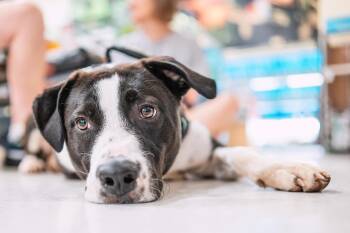 Rescue Border Collie Dogs for Adoption in Houston, Texas - Buddy | PetCurious