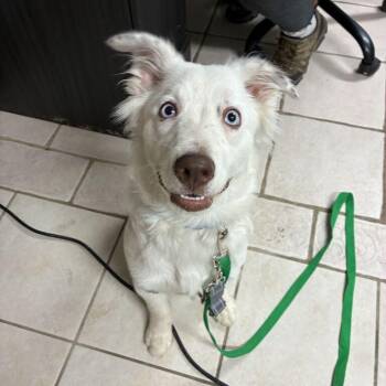 Arlo/Gus -  Australian Shepherd Dog for Adoption in Johnson City, Tennessee - Arlo/Gus | PetCurious