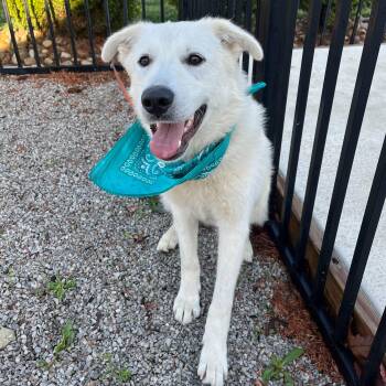 Mixed Breed and Labrador Retriever Dogs Available for Adoption in Canal Winchester, Ohio - Rover | PetCurious