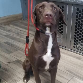 Labrador Retriever and Mixed Breed Dogs Available for Adoption in Henderson, Kentucky - Ella | PetCurious