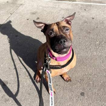Twindle -  Mixed Breed Dog for Adoption in New York, New York - Twindle | PetCurious