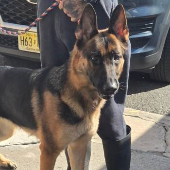 Medusa -  German Shepherd Dog Dog for Adoption in Newark, New Jersey - Medusa | PetCurious