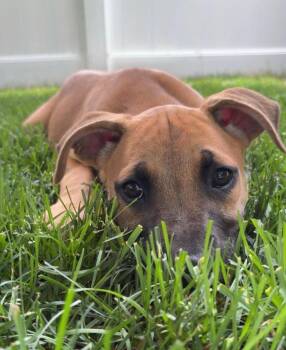 BBQ Litter - Cornbread -  Mixed Breed Dog for Adoption in Savage, Minnesota - BBQ Litter - Cornbread | PetCurious