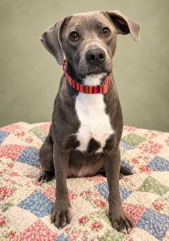 Harriet -  Pointer Dog for Adoption in Nahunta, Georgia - Harriet | PetCurious