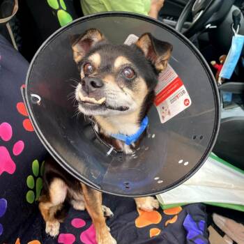 Chihuahua Dogs Available for Adoption - AIR-Stray-12906 | PetCurious