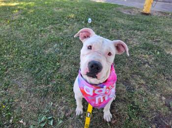 Ana Lucia --Courtesy Post. Out of town pet. See below for detail -  Pit Bull Terrier Dog for Adoption in Eagle, Idaho - Ana Lucia --Courtesy Post. Out Of Town Pet. See Below For Detail | PetCurious