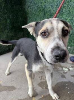 61796445 -  Terrier and Mixed Breed Dog for Adoption in El Paso, Texas - 61796445 | PetCurious