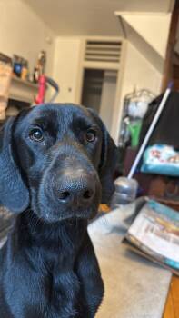 Ace -  Black Labrador Retriever and Bluetick Coonhound Dog for Adoption in Bristol, Vermont - Ace | PetCurious