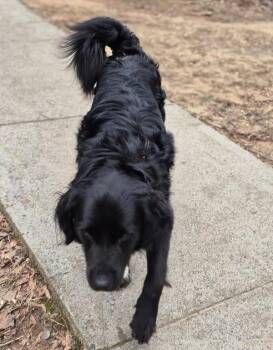 Labrador Retriever and Golden Retriever Dogs Available for Adoption - Pen 118 Milo | PetCurious