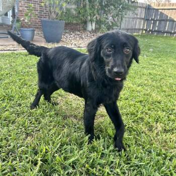 Black Labrador Retriever Dogs Available for Adoption - Delta Dawn (Benefactor Puppy) | PetCurious