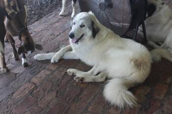 Donut -  Great Pyrenees and Australian Shepherd Dog for Adoption in Panama City, Florida - Donut | PetCurious